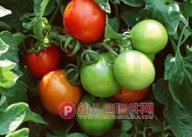 中班美术活动课件PPT《秋天的果实》PPT课件图片