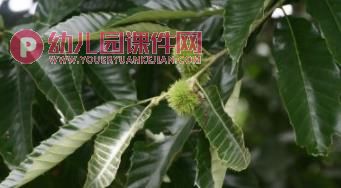 中班美术课件PPT《马路边的树》PPT课件图片