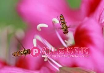 中班美术课件PPT《美丽的春天》PPT课件图片