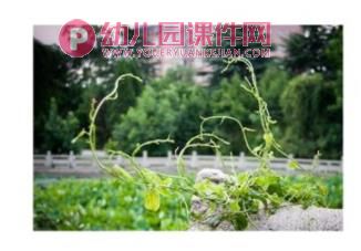 中班美术课件PPT《跳舞的藤蔓》PPT课件图片