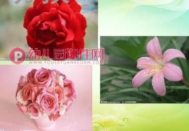 中班美术课件PPT《美丽的花卉》PPT课件图片