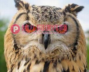 中班美术课件PPT《猫头鹰》PPT课件图片