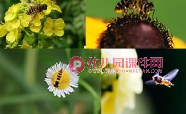 中班美术课件PPT《勤劳的小蜜蜂》PPT课件图片