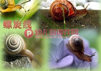 中班美术课件PPT《美丽的大蜗牛》PPT课件图片