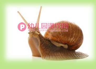 中班美术课件PPT《美丽的大蜗牛》PPT课件图片