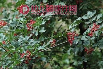 中班美术课件PPT《马路边的树》PPT课件图片