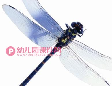 中班美术课件PPT《小蜻蜓》PPT课件图片