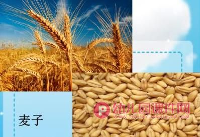 中班社会活动课件PPT《爱惜粮食》PPT课件图片