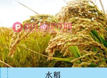 中班社会课件PPT《爱惜粮食》PPT课件图片