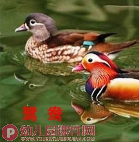 中班社会活动课件PPT《保护鸟类》PPT课件图片