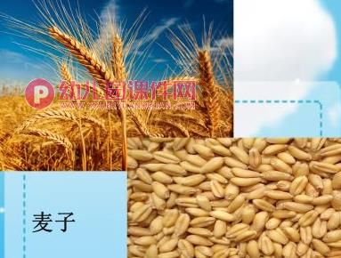 中班社会课件PPT《爱惜粮食》PPT课件图片