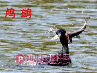 中班社会活动课件PPT《保护鸟类》PPT课件图片