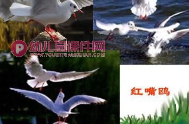 中班社会活动课件PPT《保护鸟类》PPT课件图片