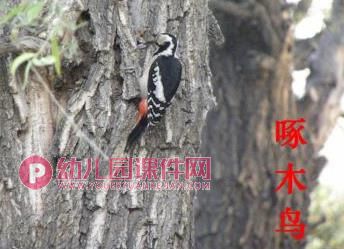 中班社会活动课件PPT《保护鸟类》PPT课件图片