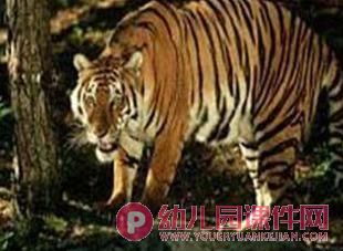 中班社会活动课件PPT《有趣的尾巴》PPT课件图片