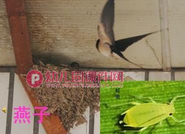 中班社会课件PPT《爱护鸟类》PPT课件图片
