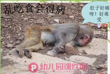 中班社会课件PPT《不要随便喂小动物》PPT课件图片