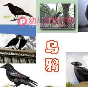 中班社会活动课件PPT《保护鸟类》PPT课件图片