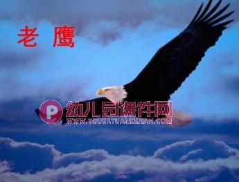 中班社会活动课件PPT《保护鸟类》PPT课件图片