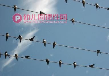 中班社会活动课件PPT《保护鸟类》PPT课件图片