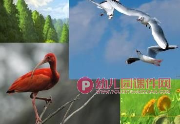 中班社会课件PPT《爱护鸟类》PPT课件图片