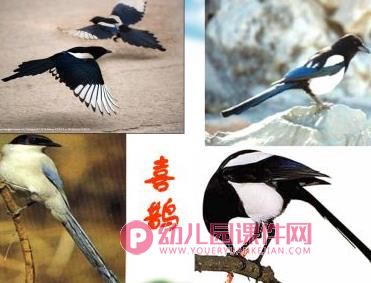 中班社会活动课件PPT《保护鸟类》PPT课件图片