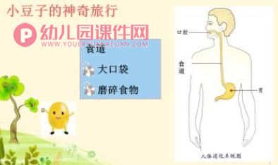 中班社会课件PPT《食物旅行记》PPT课件图片
