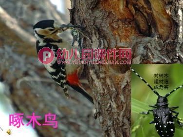 中班社会课件PPT《爱护鸟类》PPT课件图片