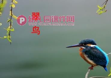 中班社会活动课件PPT《保护鸟类》PPT课件图片