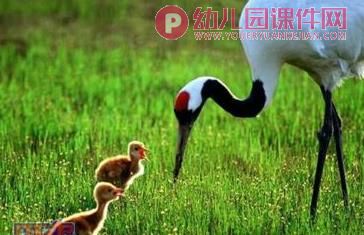 中班社会活动课件PPT《保护鸟类》PPT课件图片