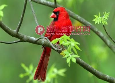 中班社会活动课件PPT《保护鸟类》PPT课件图片