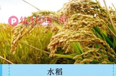中班社会活动课件PPT《爱惜粮食》PPT课件图片
