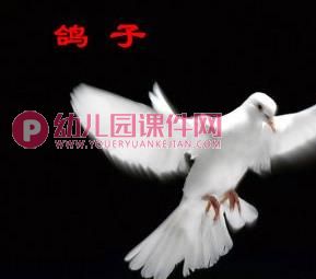 中班社会活动课件PPT《保护鸟类》PPT课件图片