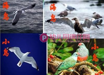 中班社会活动课件PPT《保护鸟类》PPT课件图片