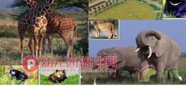 中班社会课件PPT《不要随便喂小动物》PPT课件图片