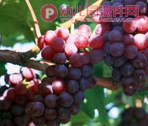 中班数学课件PPT《秋天的果园》PPT课件图片