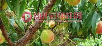 中班数学课件PPT《秋天的果园》PPT课件图片