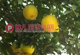 中班数学课件PPT《秋天的果园》PPT课件图片