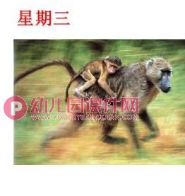 中班数学课件PPT《认识星期》PPT课件图片