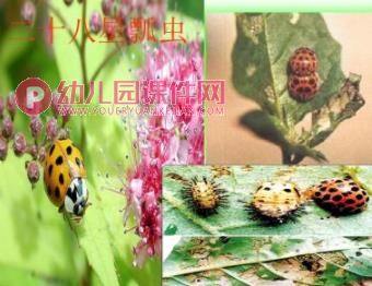 中班数学课件PPT《找七星瓢虫》PPT课件图片