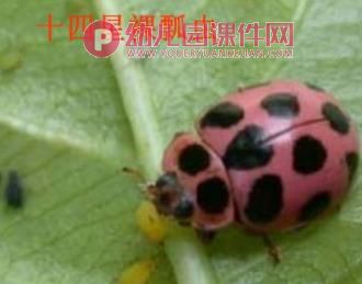 中班数学课件PPT《找七星瓢虫》PPT课件图片