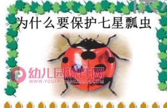 中班数学课件PPT《找七星瓢虫》PPT课件图片