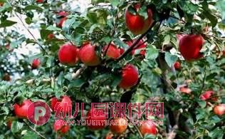 中班数学课件PPT《秋天的果园》PPT课件图片