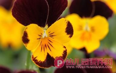 中班音乐课件PPT《蝴蝶花》PPT课件图片