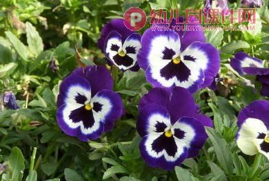 中班音乐课件PPT《蝴蝶花》PPT课件图片
