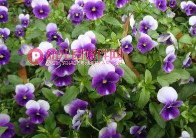 中班音乐课件PPT《蝴蝶花》PPT课件图片