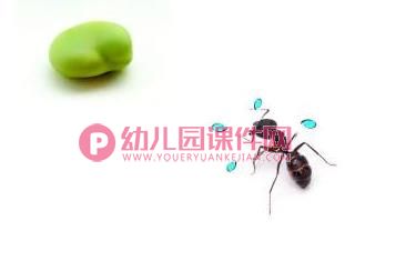 中班音乐课件PPT《蚂蚁搬豆》PPT课件歌曲图片