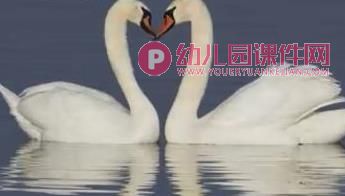 中班音乐课件PPT《四小天鹅舞曲》PPT课件音乐图片