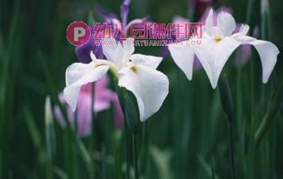 中班音乐课件PPT《蝴蝶花》PPT课件图片