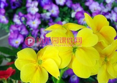 中班音乐课件PPT《蝴蝶花》PPT课件图片